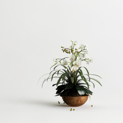 фаленопсис 1290