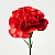 Гвоздика красная ПОШТУЧНО N 24